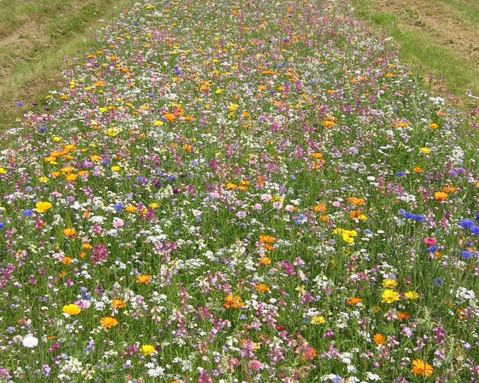 Servicebetriebe Neuwied: Wertvolle Tipps zum Anlegen einer Blumenwiese