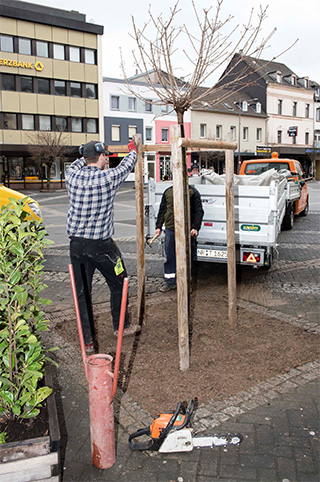 Am Luisenplatz wurden kürzlich bereits Baumscheiben verfüllt und gepflastert, jetzt kamen drei neue Bäume als Nachpflanzungen hinzu. 